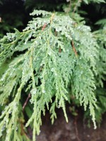 detalle hoja de leylandii96
